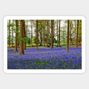 Bluebells Bluebell Woods Greys Court Oxfordshire UK Sticker